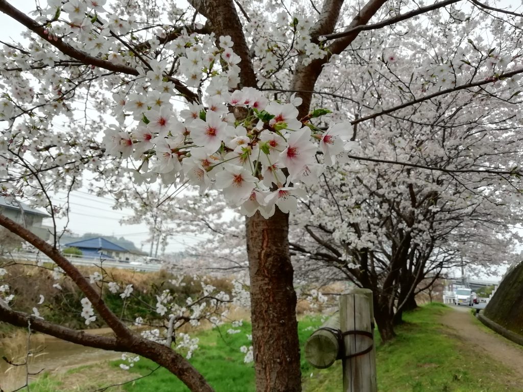 桜の花