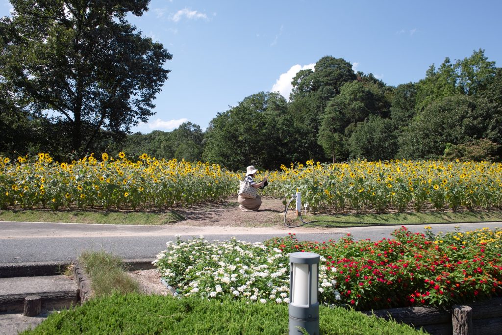 広島市植物公園　ひまわり