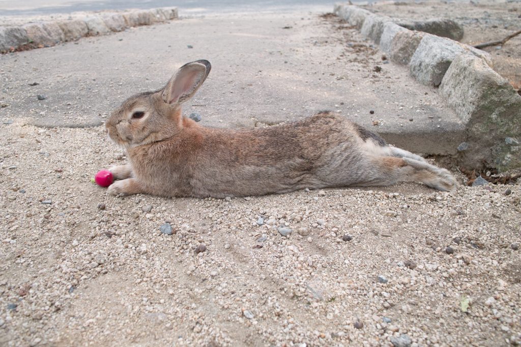 大久野島のうさぎの写真